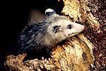 Opossum
