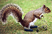 Elderly Squirrel